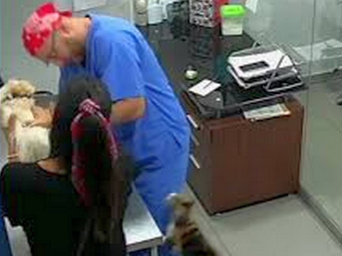 Кот напал на ветеринара, 