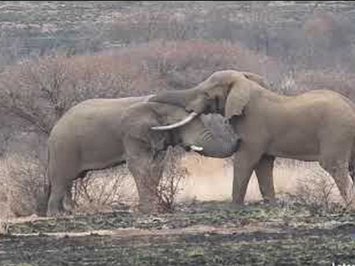 В парке Крюгера очевидцы сняли на видео 