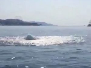 У береговой линии в Сочи на видео сняли 