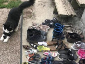 Кот-клептоман собрал целую коллекцию обуви