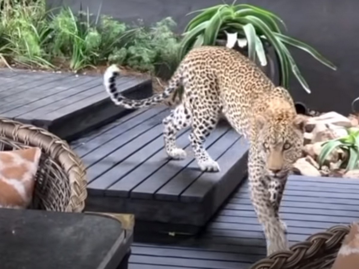 Леопард из национального парка Крюгера заявился в ресторан