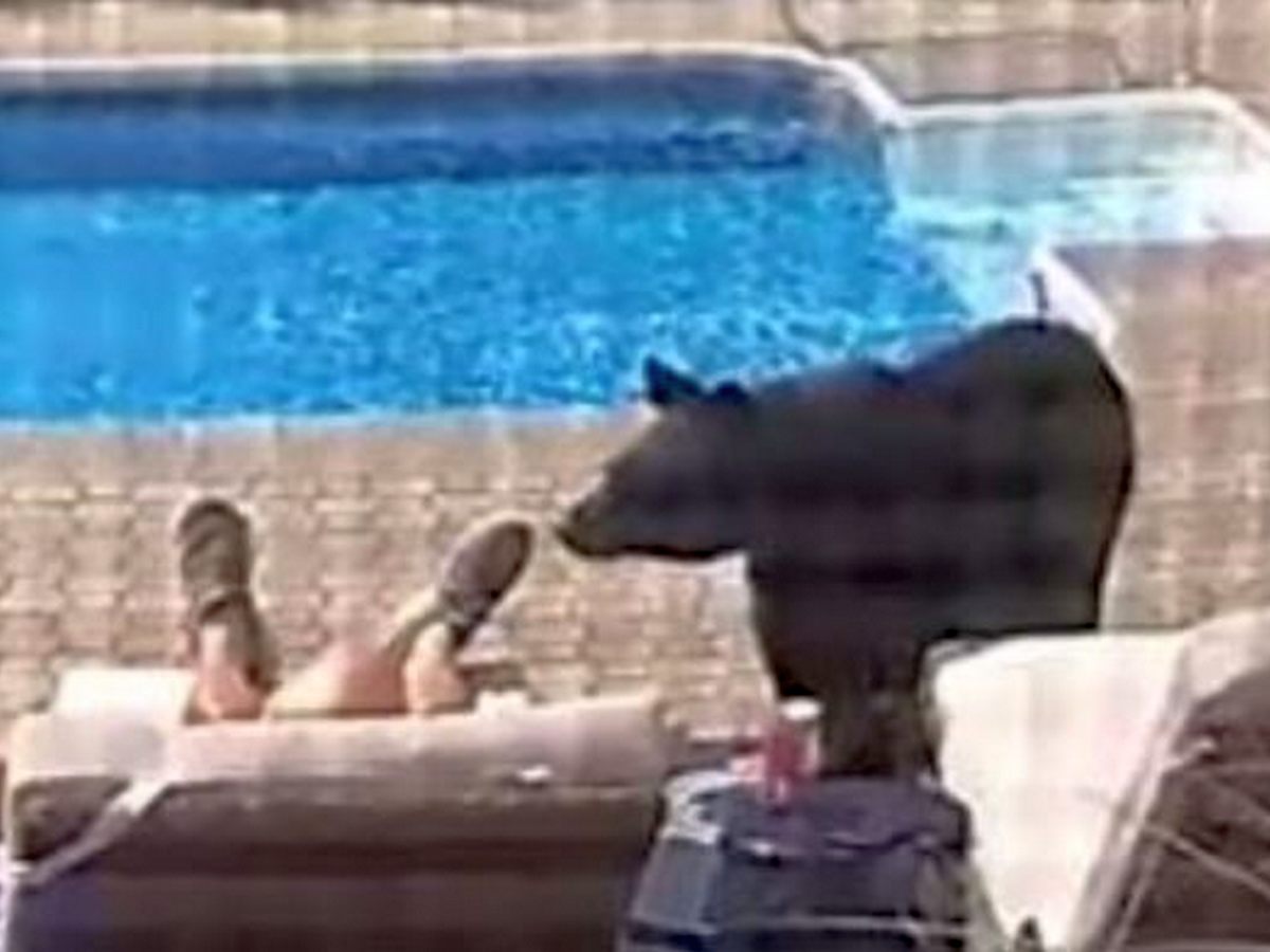 Медведь до смерти напугал владельца бассейна, когда пришёл 