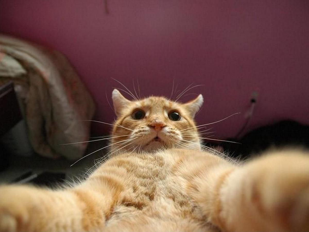 кошачье селфи