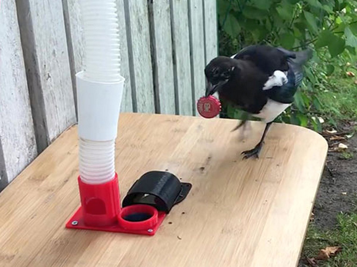 Учёный научил сорок сортировать мусор