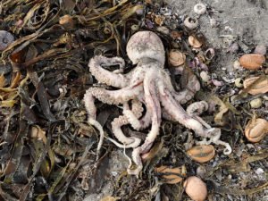 Экологическое бедствие на Камчатке