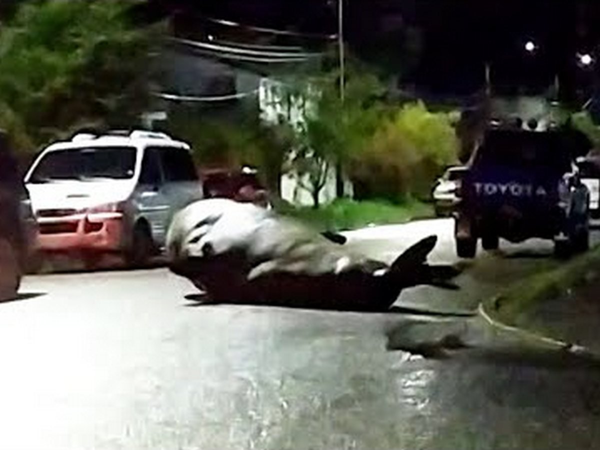 Морской слон устроил променад по городу