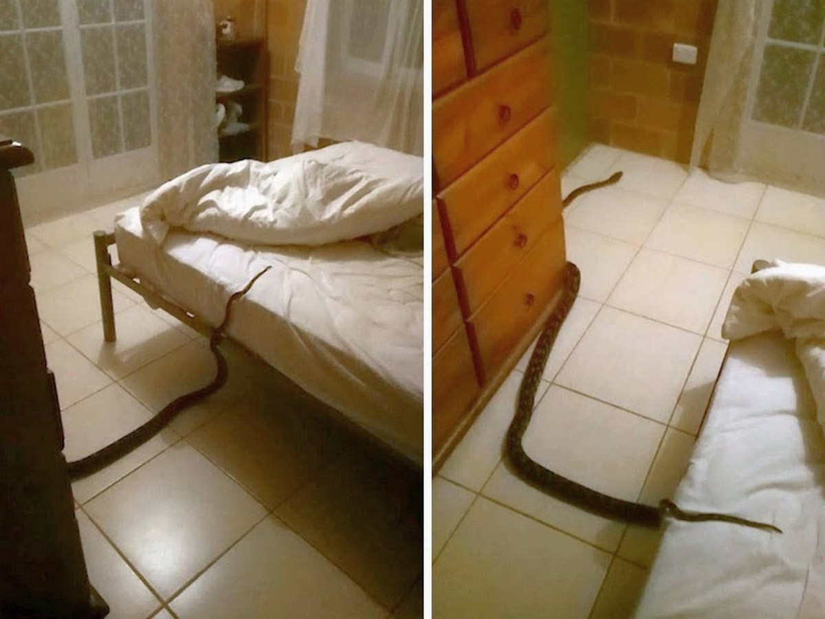Женщина обнаружила четырехметрового питона в своей кровати