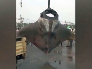 В Индии рыбаки выловили гигантского морского дьявола