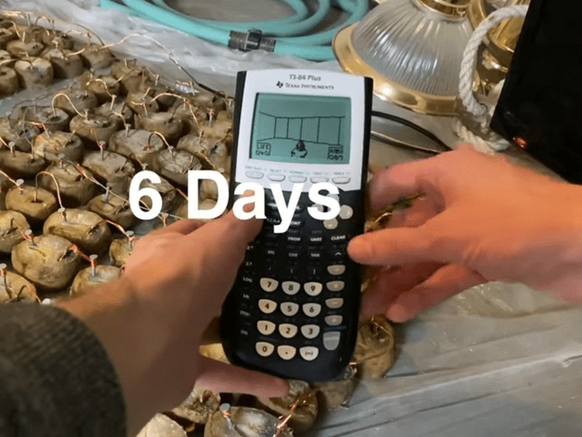 Дум на картофельной батарее