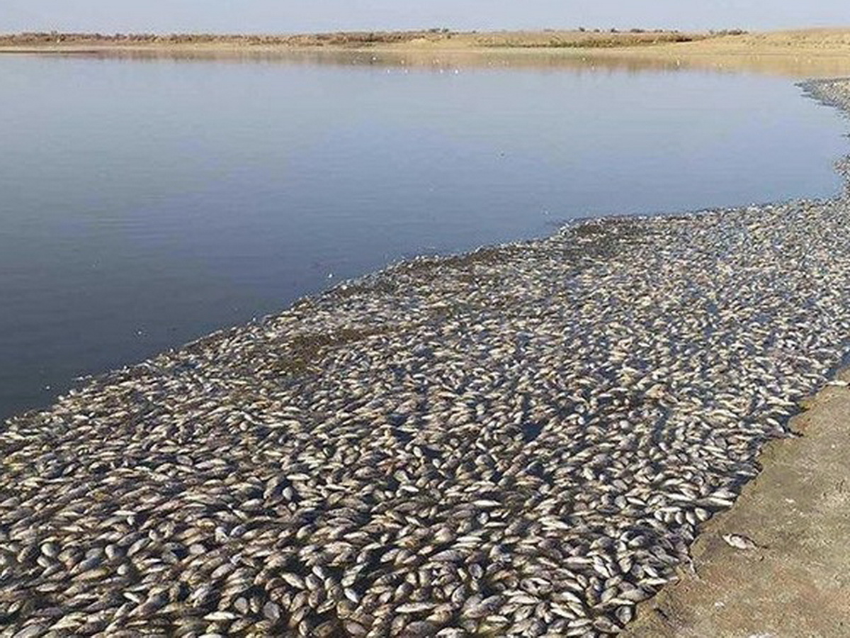 Массовая гибель рыбы на водохранилище в Калмыкии