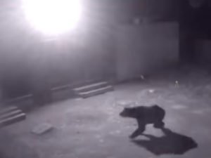 Медведь в Семенове