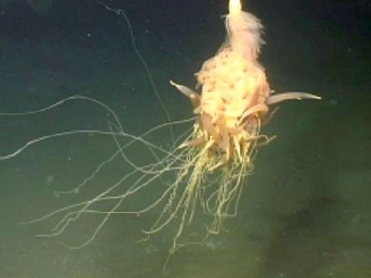 «Макаронного монстра» сняли на видео в Анголе