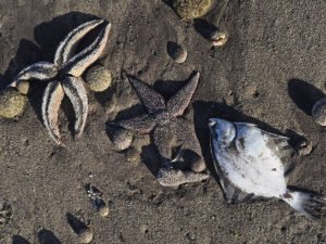 Загрязнение на Камчатке