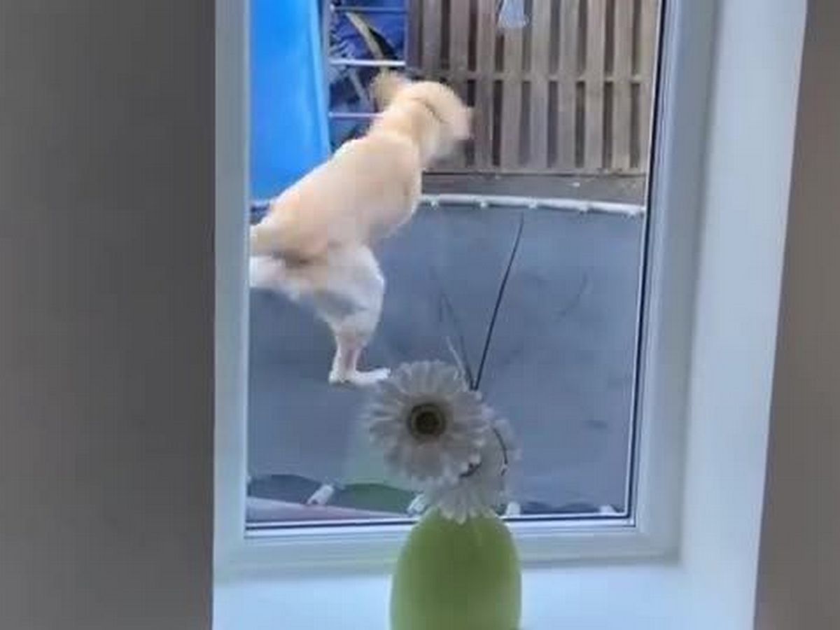 Пёс, прыгающий на батуте