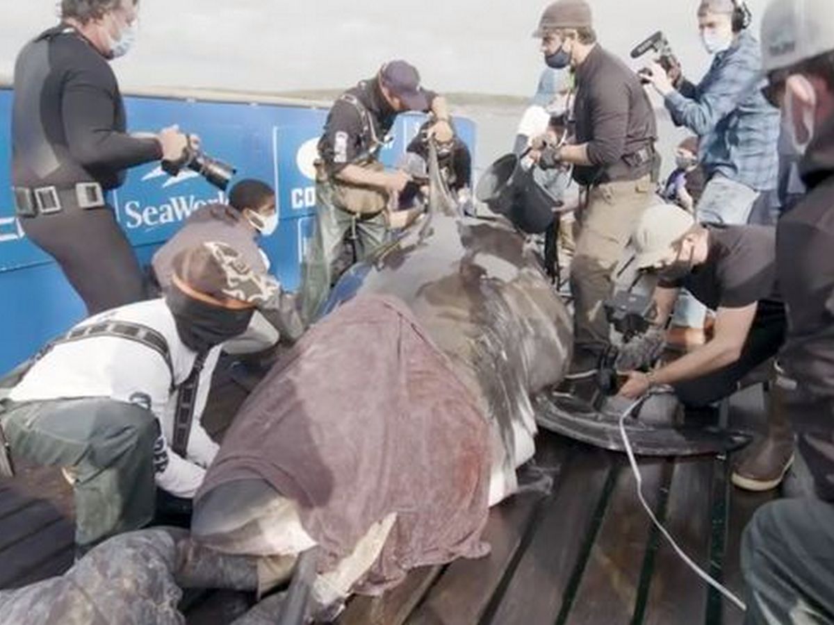 Самая большая в мире белая акула