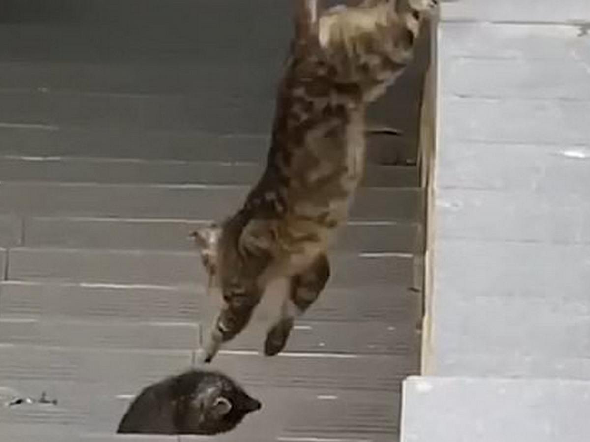 Кошка и котенок