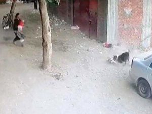 Видео с котом, спасшим ребенка от собаки, посмотрели более 15 тыс раз
