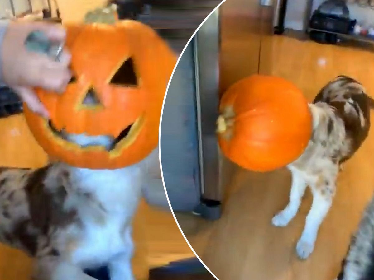 В Сети завирусилось видео с песиком, сыгравшего роль Джека-фонаря