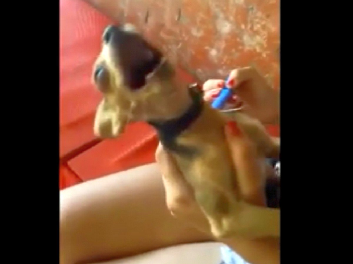 Собака устроила хозяйке истерику