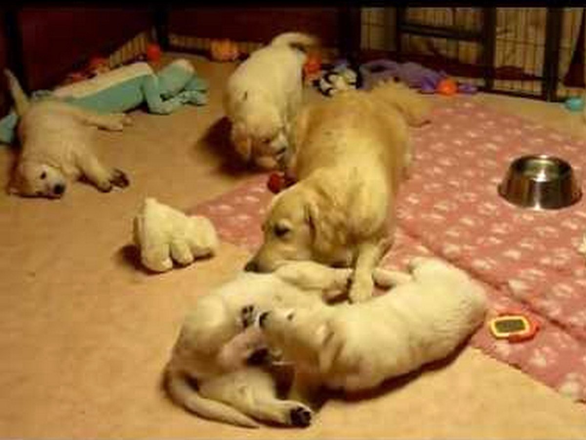 Золотистый ретривер с щенками