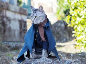 Интернет-пользователь из Японии прославился своими аниме-костюмами для кошек