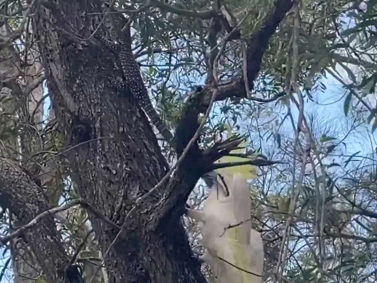 Какаду и варан на дереве