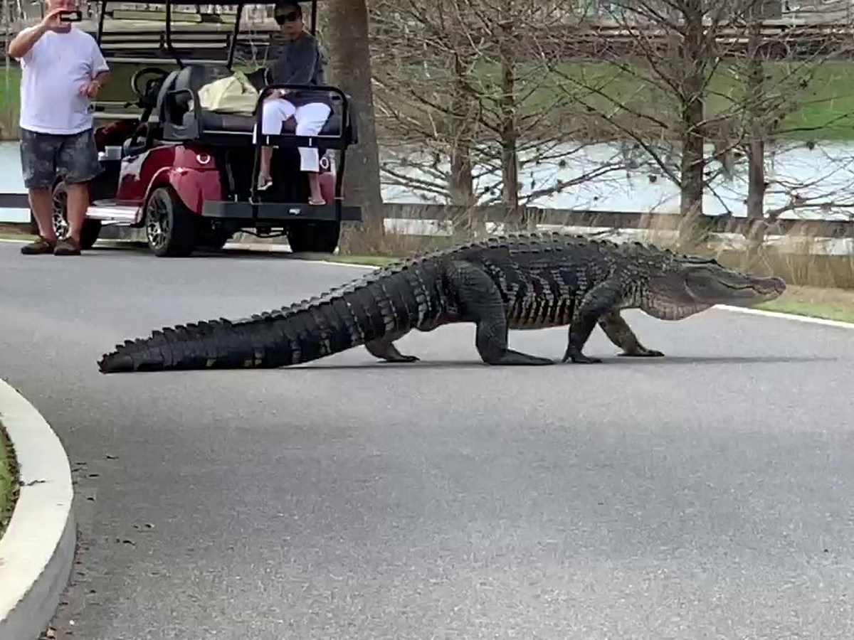 Крокодил на улице