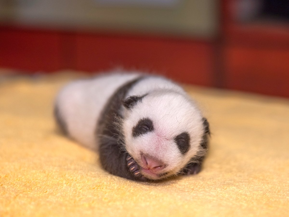 Видео с новорожденной пандой собрало более 58 тысяч просмотров