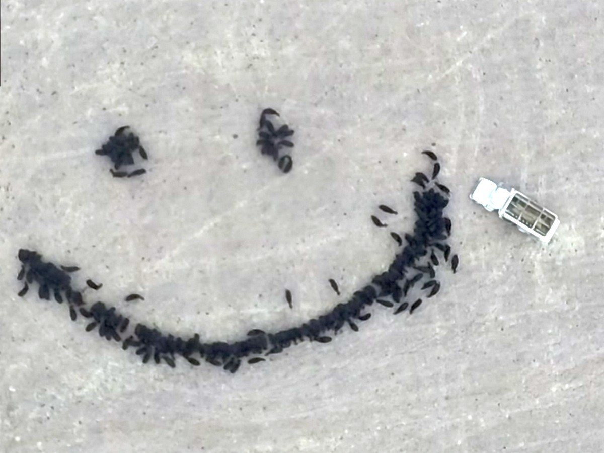 Американский фермер снял на видео смайлик из коров