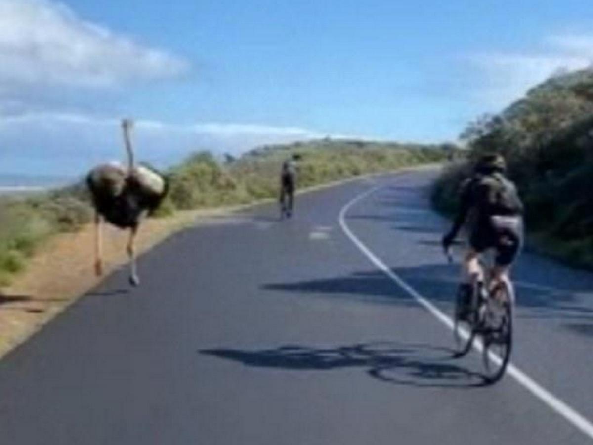 Страус на велотрассе