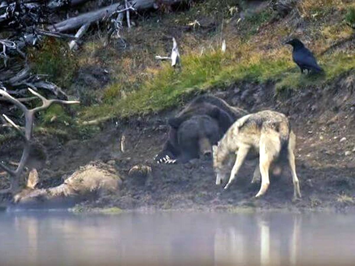 Волк предпринял три безуспешные попытки ограбить медведя