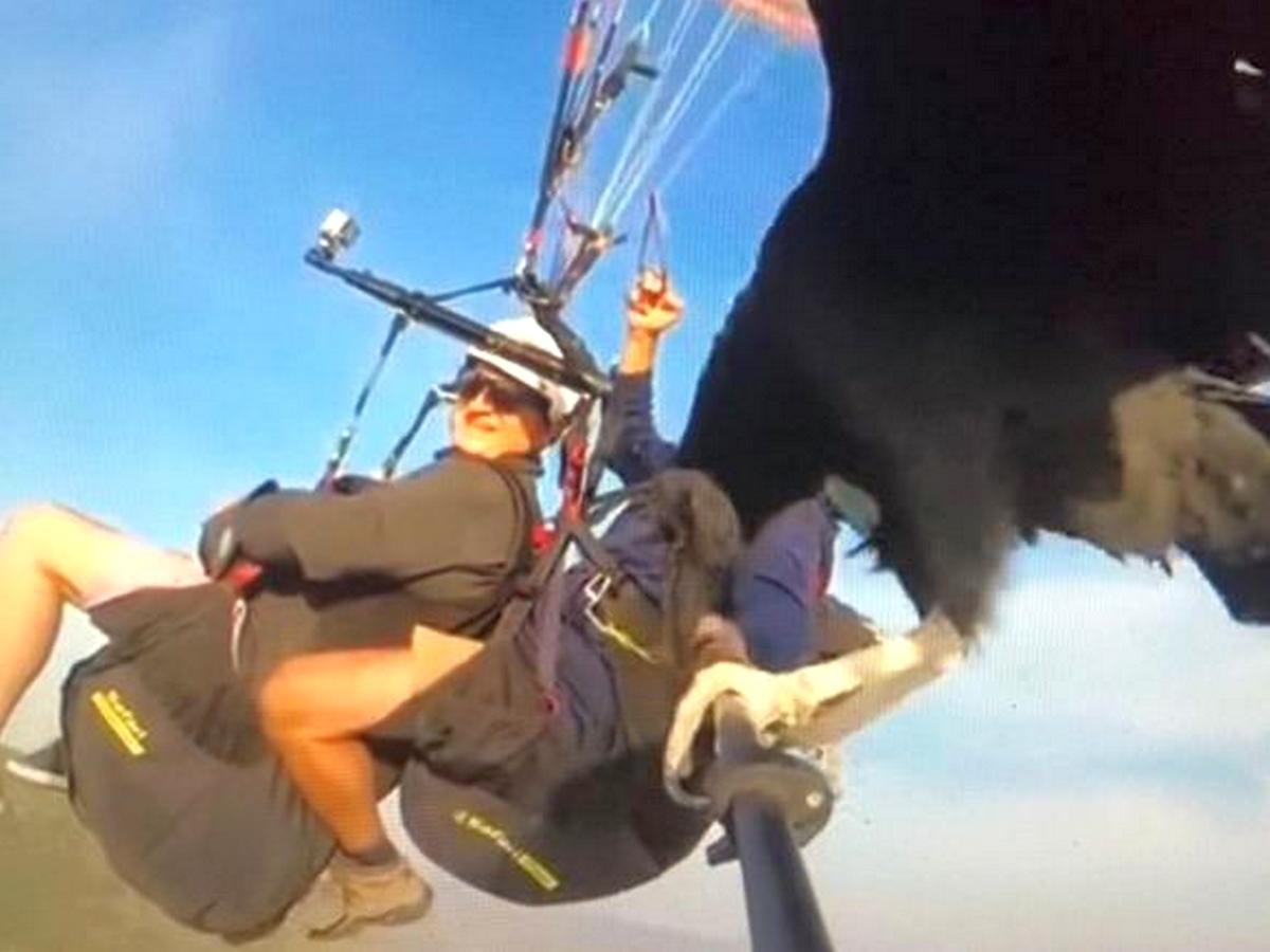 Парашютисты, на селфи-палку которых сел ястреб, стали интернет-звездами