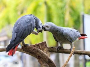 Британский зоопарк изолировал попугаев-матерщинников от посетителей