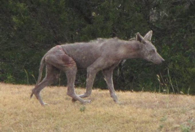 «Человек в железной маске» и другие прототипы мифических персонажей и чудовищ