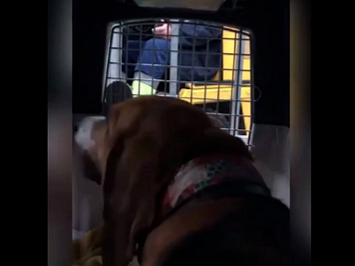 Блогер сняла на камеру издевательства над собакой в аэропорту Сочи в переноске