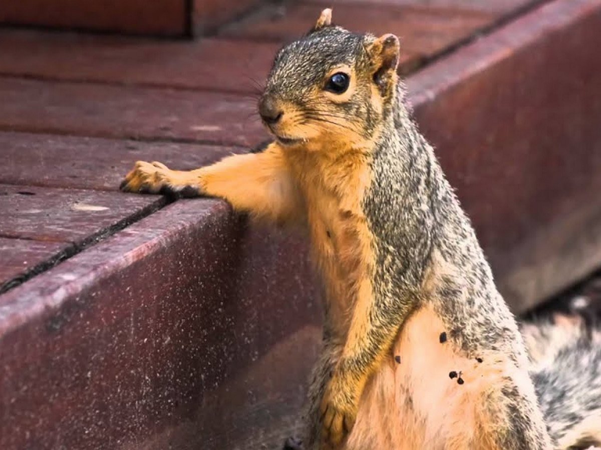 Пьяная белка собрала 16 тысяч просмотров на YouTube