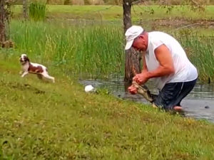 Американец спас щенка из пасти аллигатора