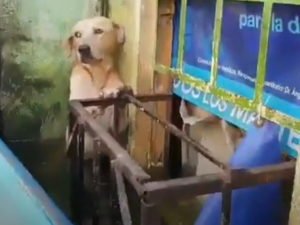 Лабрадор спасался во время наводнения