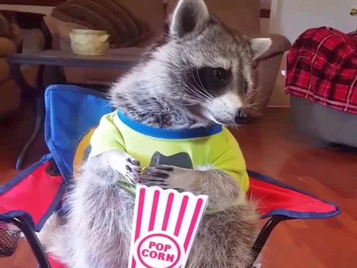 Енот с попкорном