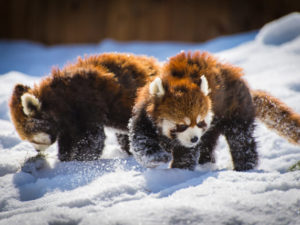 Красные панды, впервые увидевшие снег, стали интернет-звездами