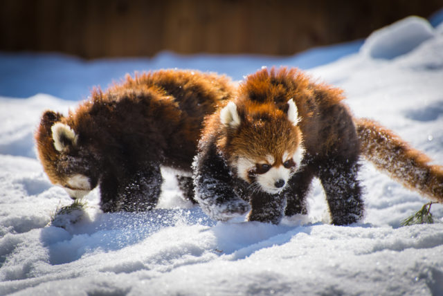 Красные панды, впервые увидевшие снег, стали интернет-звездами