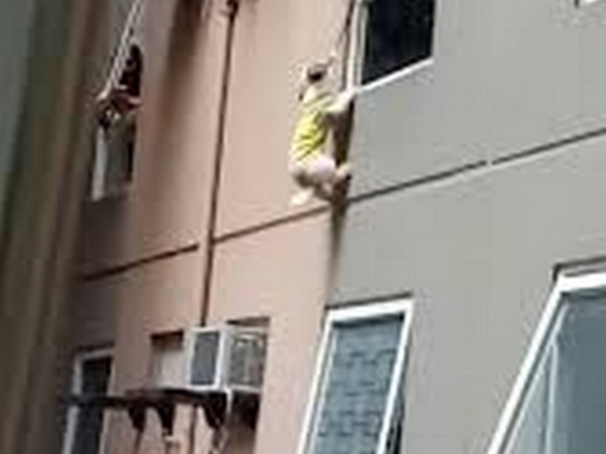 В Сети обсуждают спасение щенка, повисшего на высоте 3 этажа