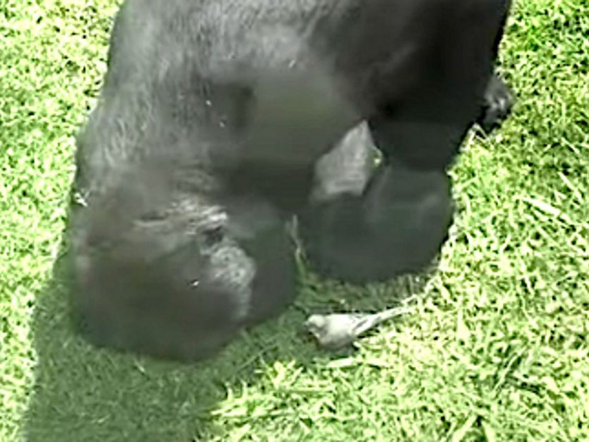 Горилла стала интернет-звездой, 