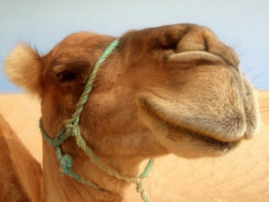 Верблюды, наказывающие нарушителей ПДД, стали интернет-звездами