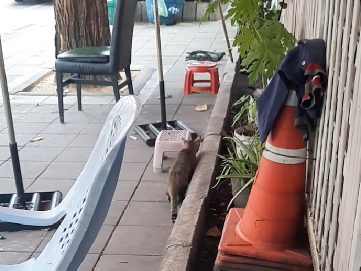 Неудачная охота собрала 3,5 тыс. просмотров любителей котиков