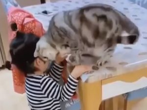 Видео с кошкой, утешающей девочку, собрало более 14 тыс. просмотров