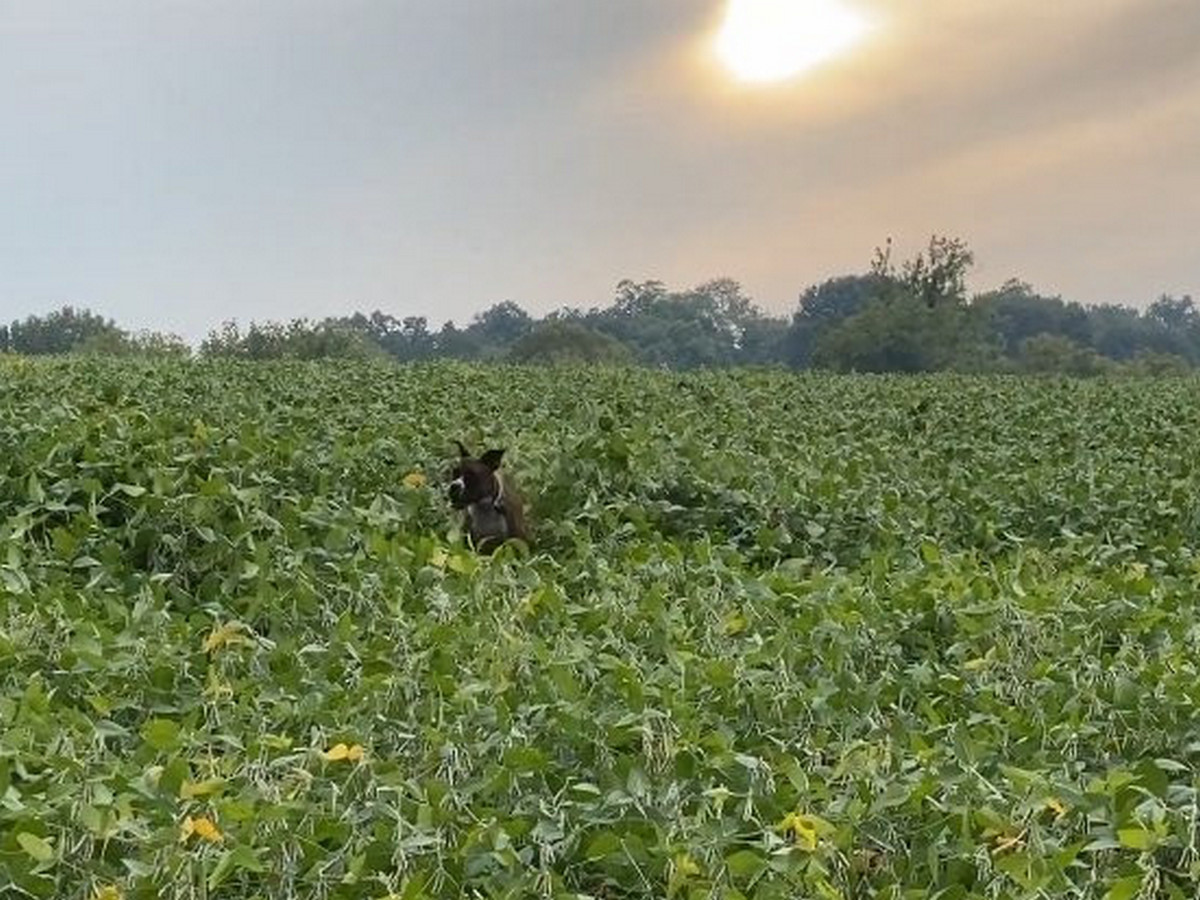 Собака прыгает в поле