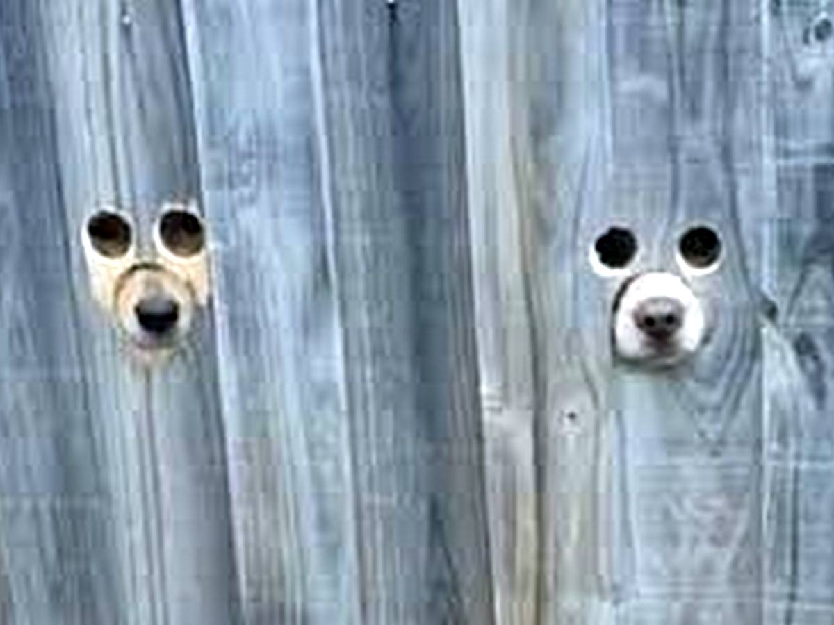 В Сети набирает популярность милый лайфхак для собак