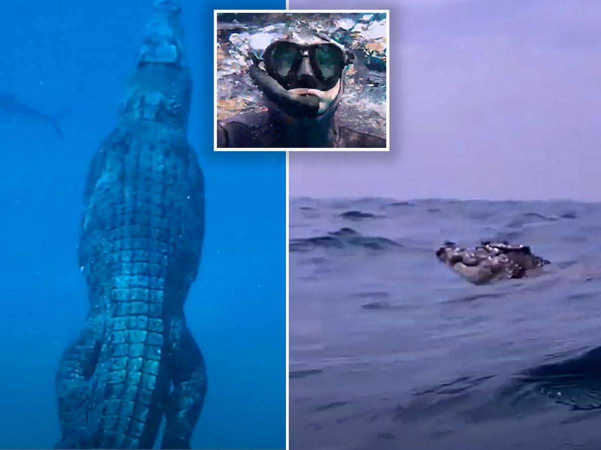 Австралиец снял на видео, как плавает гигантская рептилия