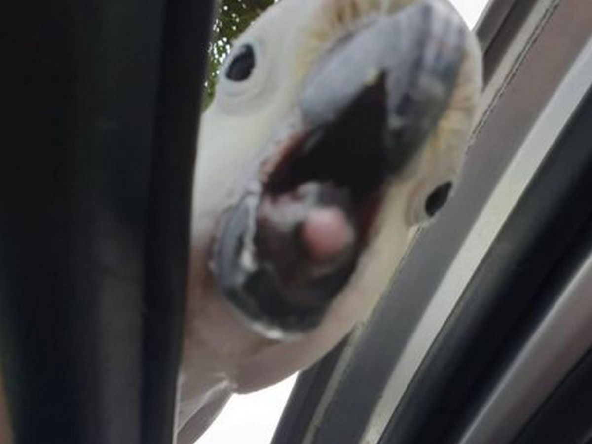 Агрессивный попугай атаковал автомобиль и попал на видео